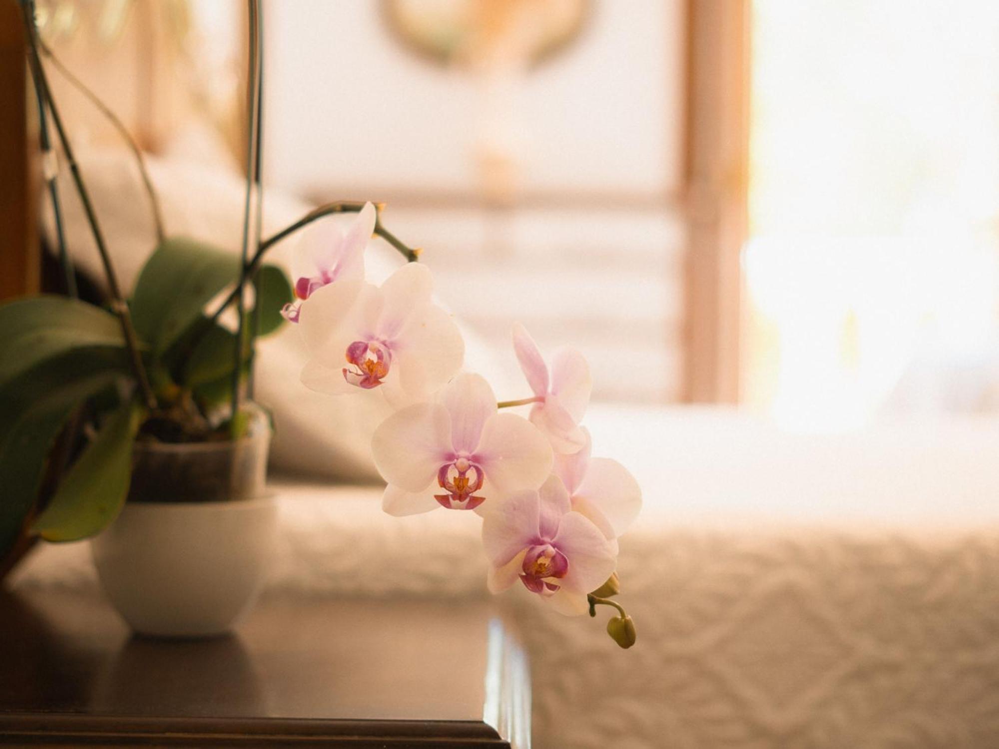 Bed and Breakfast Chacara Rosa Cortiana São Gabriel Zewnętrze zdjęcie